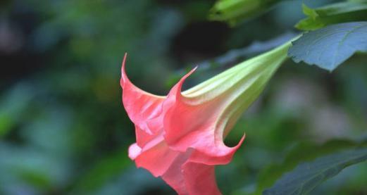 黑暗花的花语代表了什么含义？