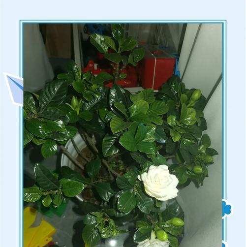 花语寓意不好的植物有哪些？它们代表什么含义？