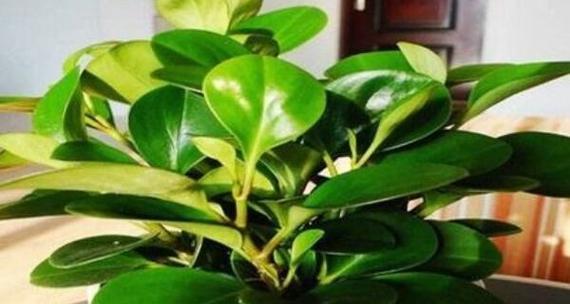 花语寓意不好的植物有哪些？它们代表什么含义？
