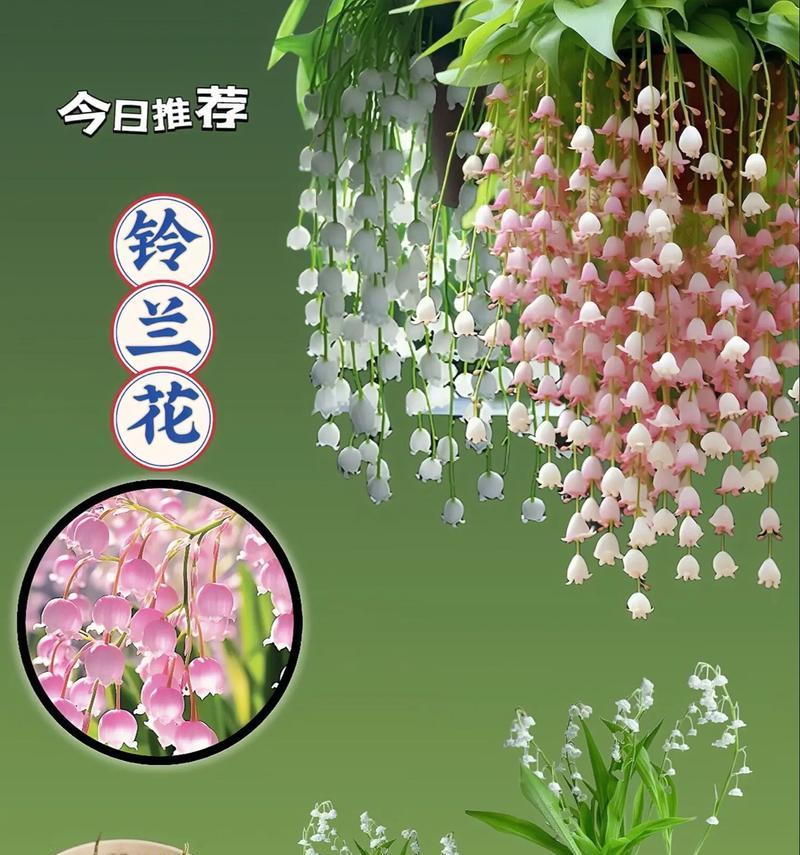 铃兰花手串的花语和象征意义是什么？