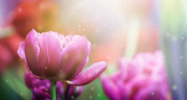 宠爱的花语是什么花？这些花代表了怎样的情感？