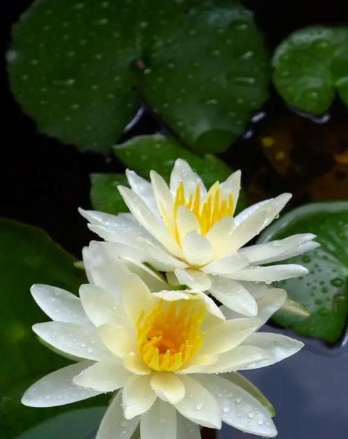 宠爱的花语是什么花？这些花代表了怎样的情感？