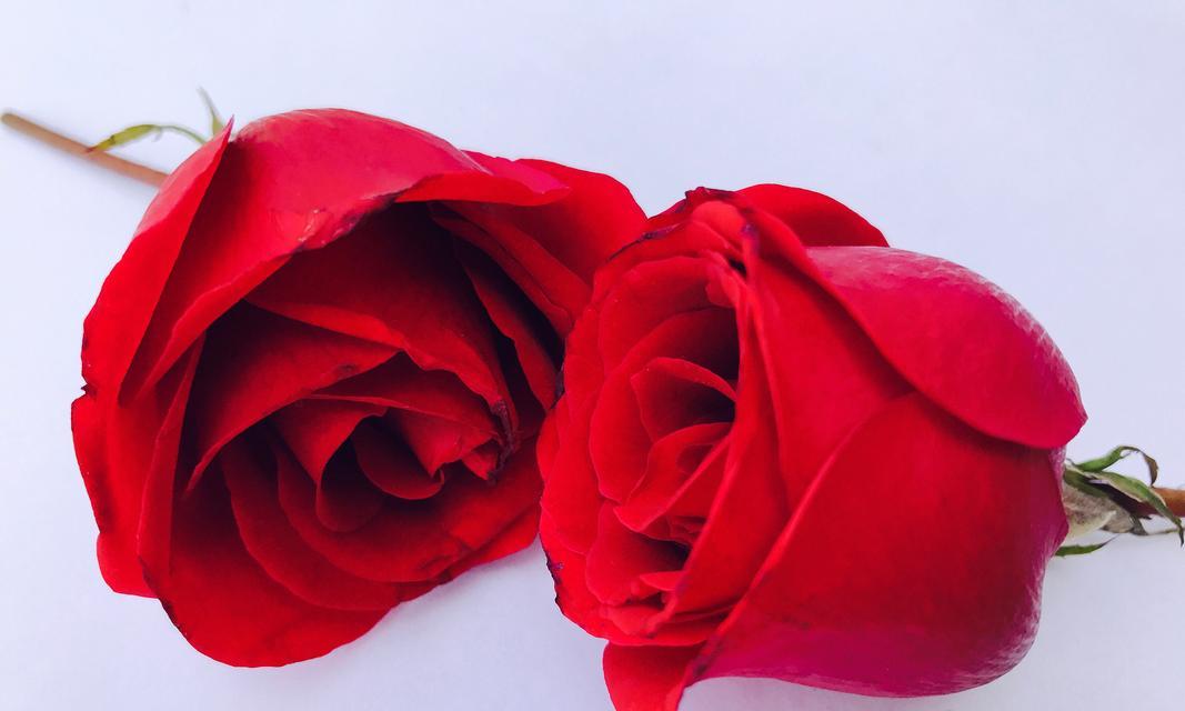 彩焰流星花代表什么？花语中传达了哪些信息？