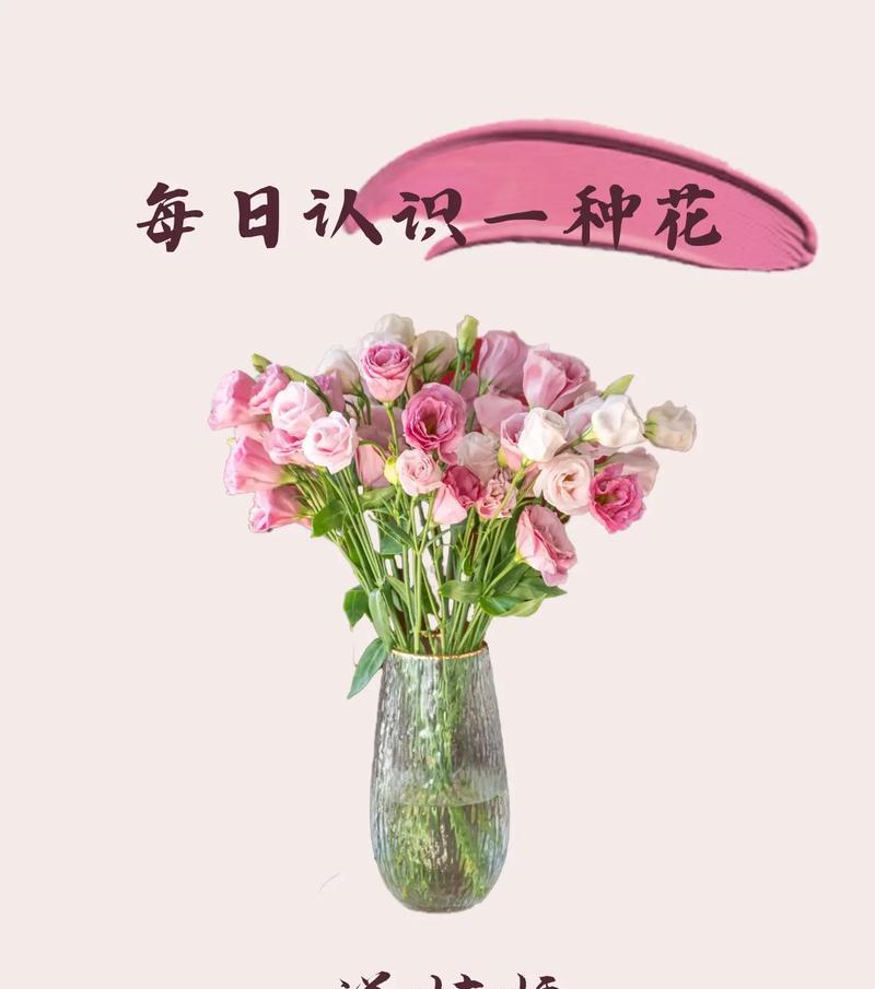 蓝边紫桔梗花语有何深意？