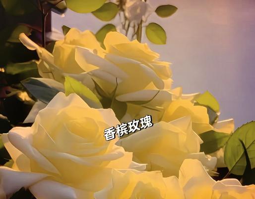 11枝香槟玫瑰的花语有何深意？