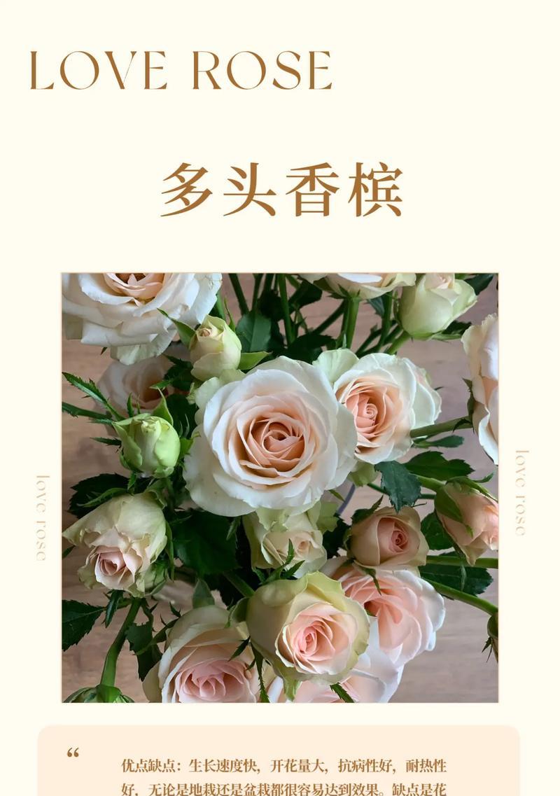 11枝香槟玫瑰的花语有何深意？
