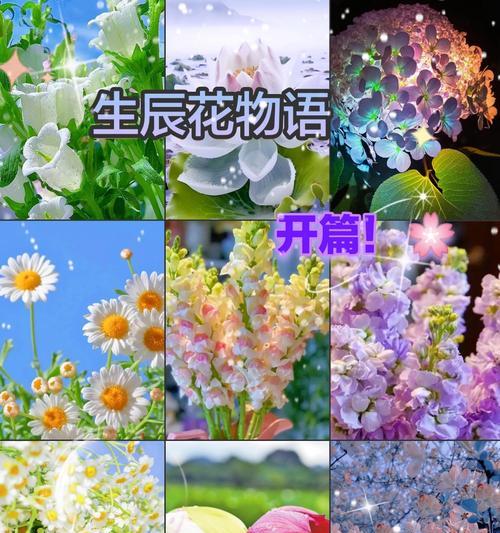 生日花的花语是哪种花？它有何寓意？