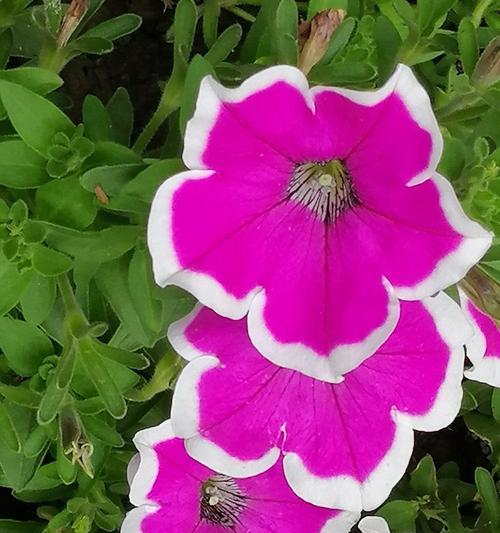 滨茄子的花语代表什么？送人有何寓意？