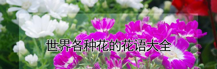 哪种花的花语表达了深深的在乎？