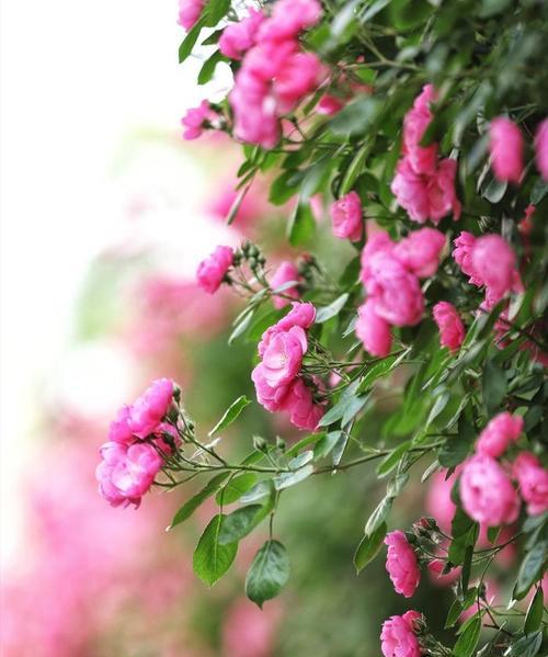 月季芍药的花语是什么？代表什么？