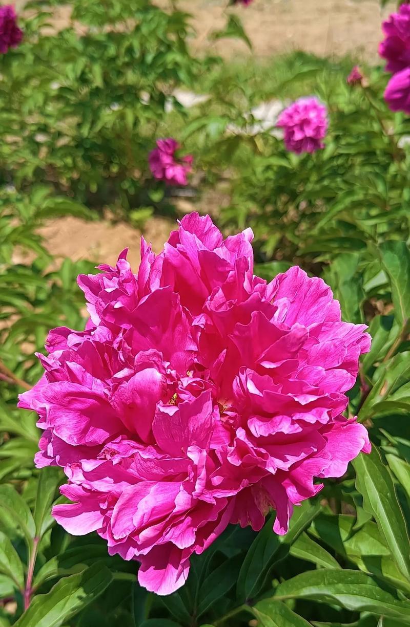 月季芍药的花语是什么？代表什么？