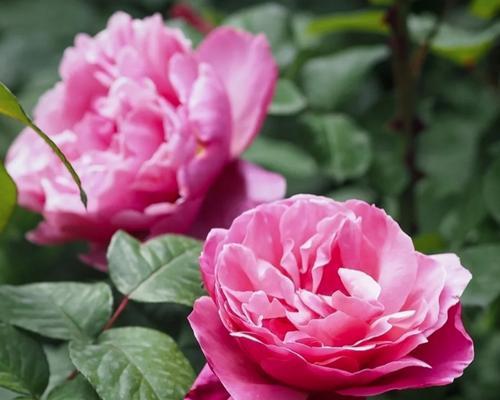 月季芍药的花语是什么？代表什么？