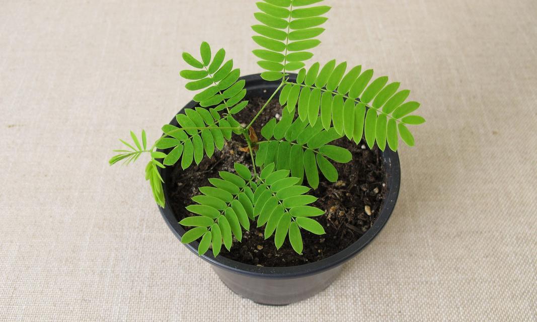含羞草花语是什么？含羞草的花语有哪些特别之处？