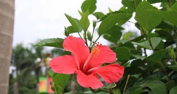 朱槿花的花语小花仙代表什么含义？