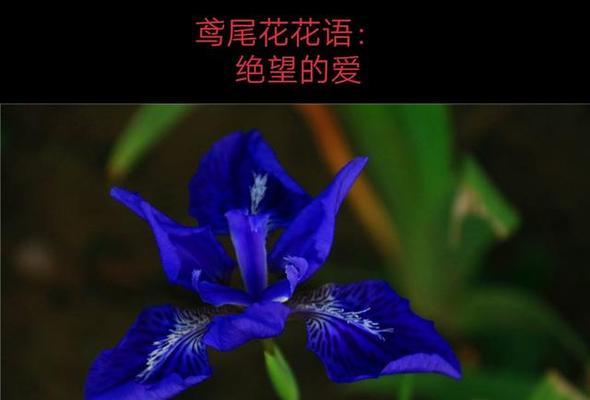 代表强烈爱情的花语有哪些？如何用花语表达强烈的爱？