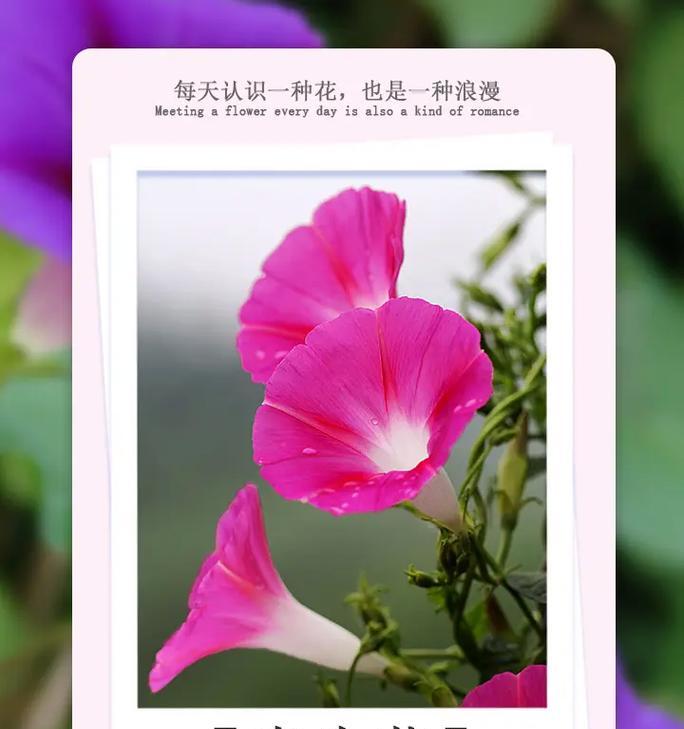 代表强烈爱情的花语有哪些？如何用花语表达强烈的爱？