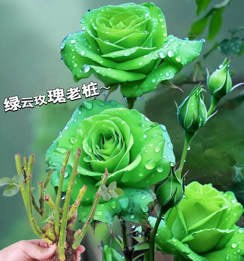 代表强烈爱情的花语有哪些？如何用花语表达强烈的爱？