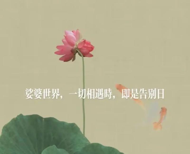 相遇是流年的花语代表什么？