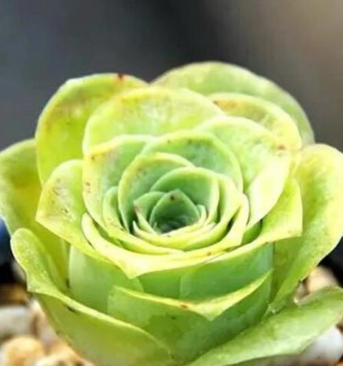 多肉香豆的寓意是什么？花语又代表什么？