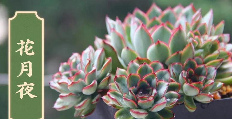 多肉香豆的寓意是什么？花语又代表什么？