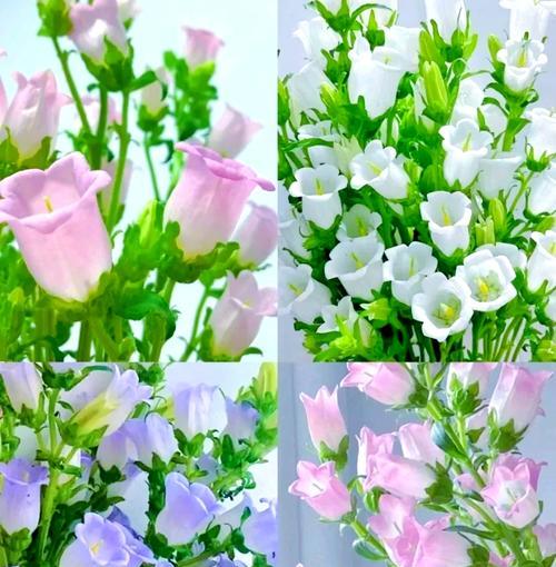 花语中的幻觉是什么意思？哪种花的花语与幻觉相关？