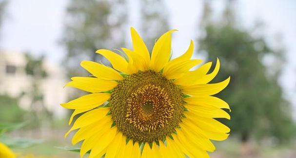 哪种花的花语寓意乐观？它传递了怎样的正能量？