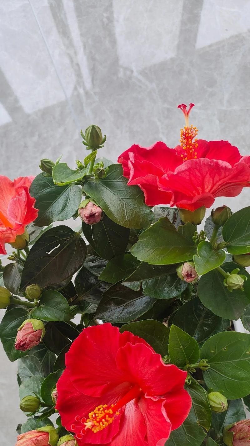 哪种花的花语是不懂谁对自己好？