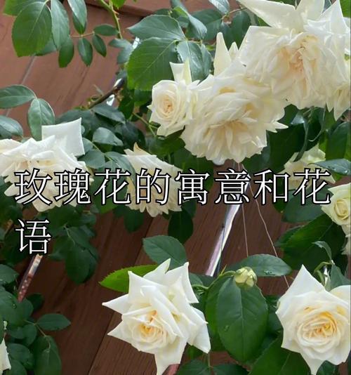 东北玫瑰的花语有哪些？它代表了怎样的情感？