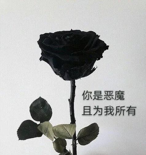 铁血玫瑰背后的含义是什么？玫瑰花语中的特殊意义？