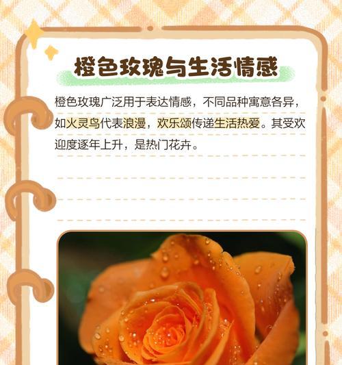 哪种花的花语比玫瑰更充满爱意？