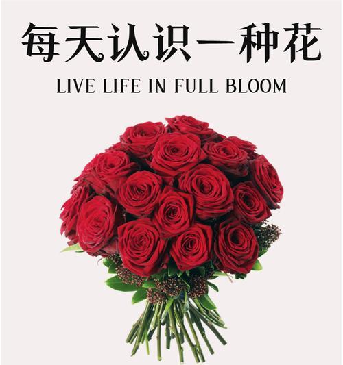 哪种花的花语比玫瑰更充满爱意？
