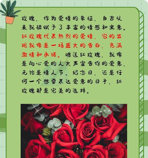红玫瑰植物的花语代表什么？