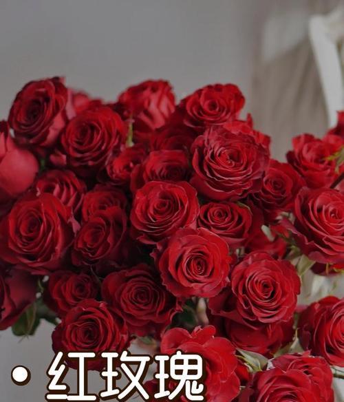 红玫瑰植物的花语代表什么？