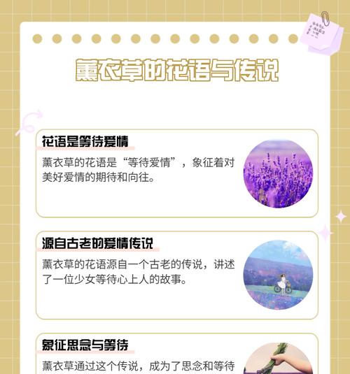 呵护爱情的花语是什么？它传递了哪些信息？