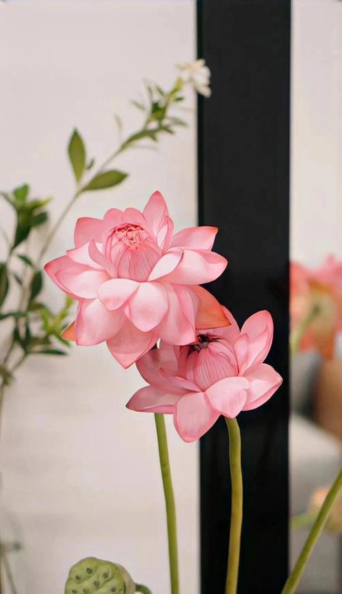 古风荷花花束的花语代表什么？