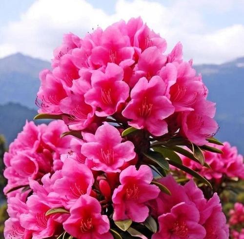 花语寓意两面的花是什么？它代表了怎样的双重含义？