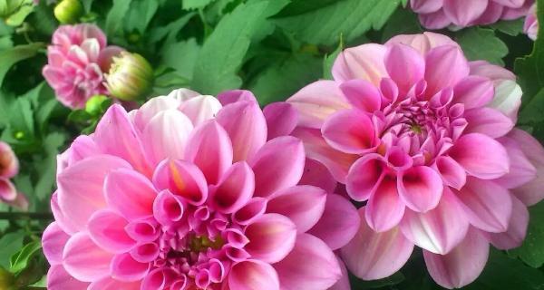 花语寓意两面的花是什么？它代表了怎样的双重含义？
