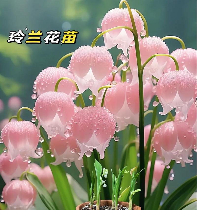 带刺的爱花语象征哪种花？花语有何深意？