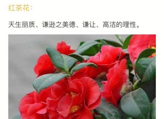 带刺的爱花语象征哪种花？花语有何深意？