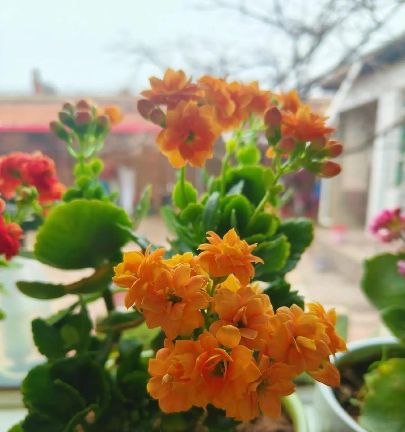带刺的爱花语象征哪种花？花语有何深意？