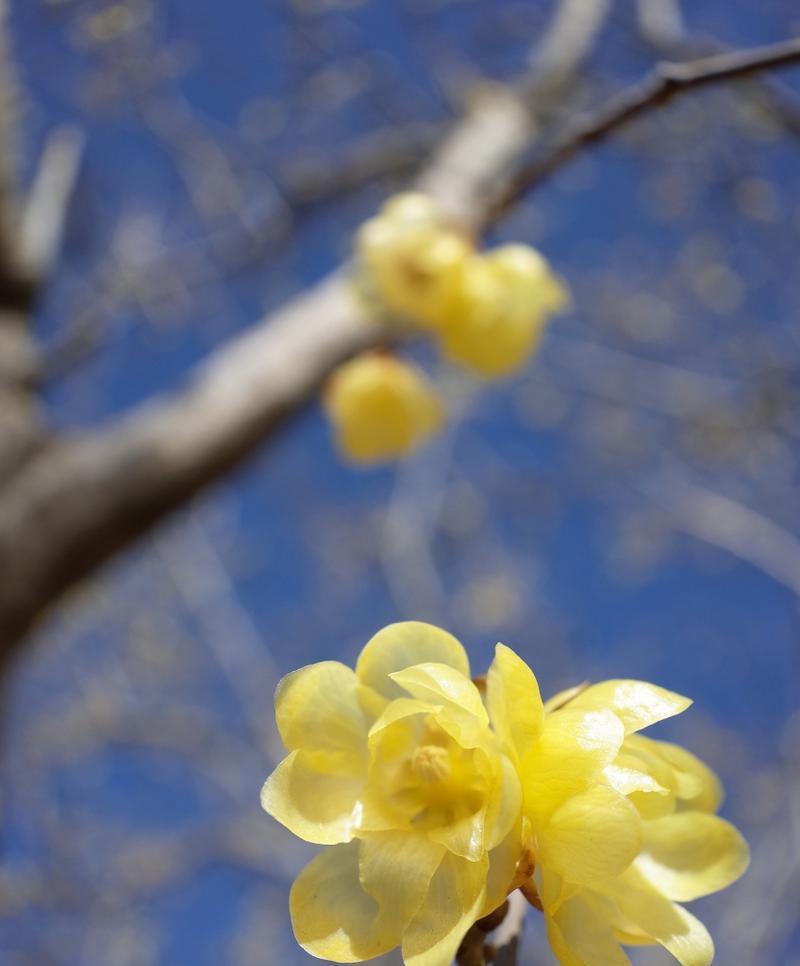 蜡梅的花语有何含义？它象征着什么？