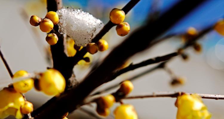 蜡梅的花语有何含义？它象征着什么？