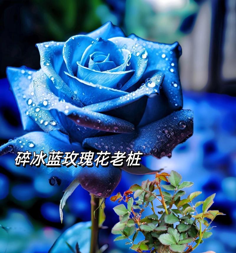 经典蓝玫瑰的花语是什么？经典蓝玫瑰代表了什么意思？