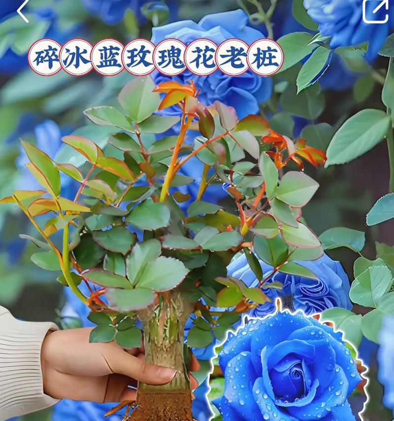 经典蓝玫瑰的花语是什么？经典蓝玫瑰代表了什么意思？
