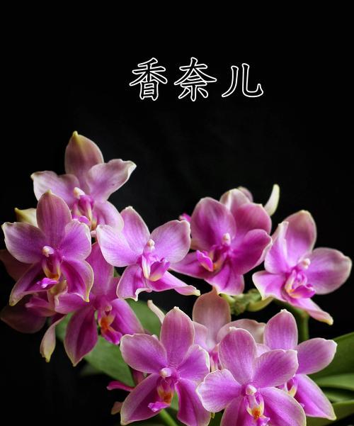 蝴蝶兰的花语代表什么含义？