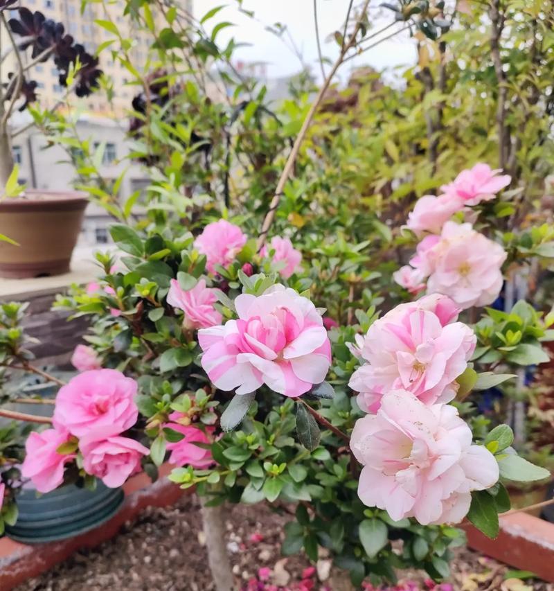 花养花玫瑰花茶18朵代表什么？它有何寓意？