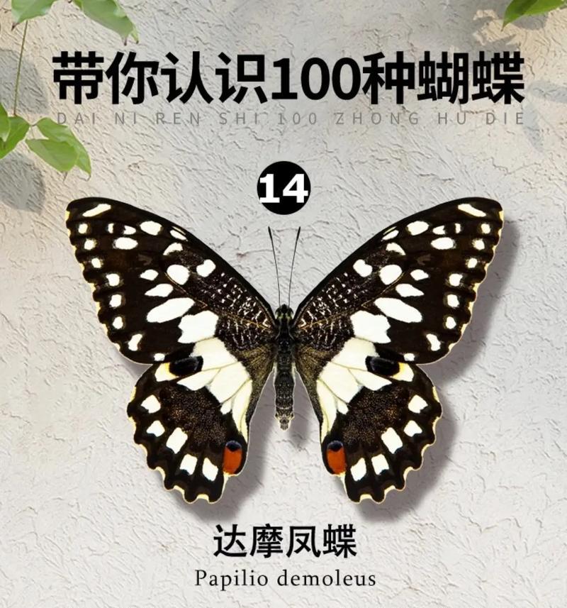 坠蝴蝶的花语有何含义？它代表了什么？