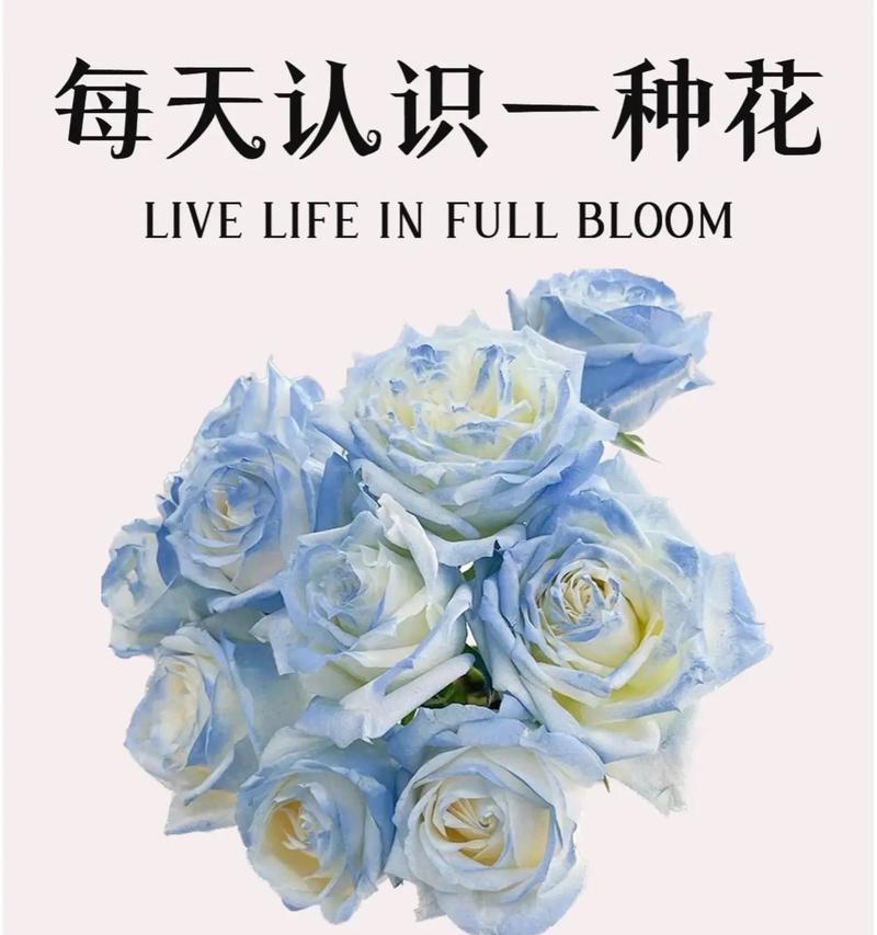 冰梅红玫瑰的花语有何深意？