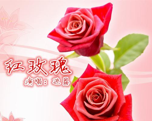 冰梅红玫瑰的花语有何深意？