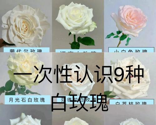 九朵白玫瑰花语代表什么意义？